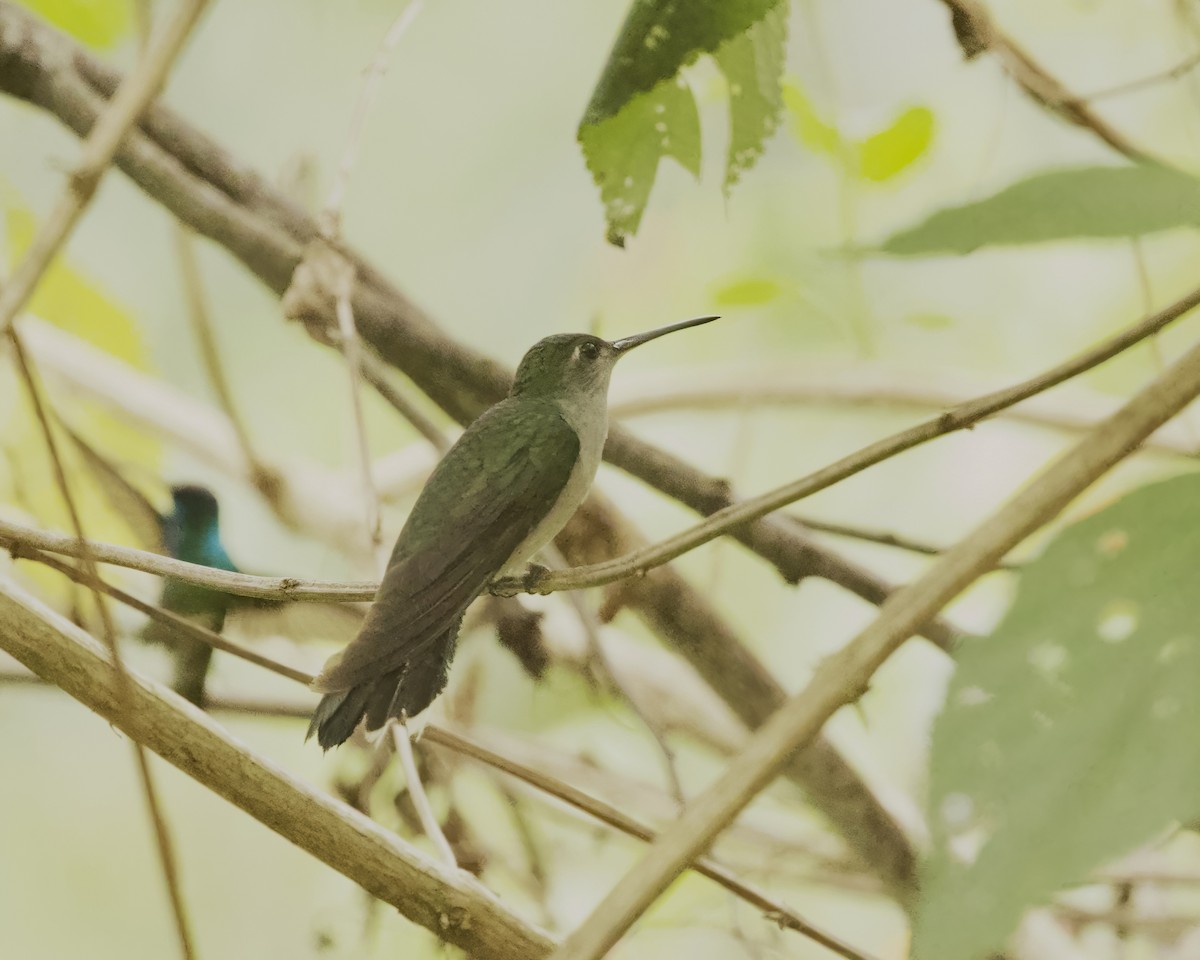 Gray-breasted Sabrewing - ML642034649