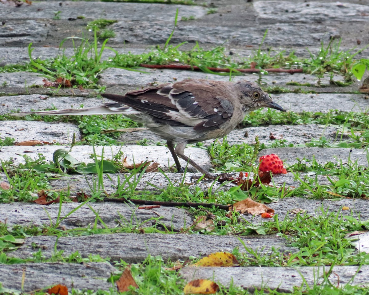 Northern Mockingbird - ML642034653