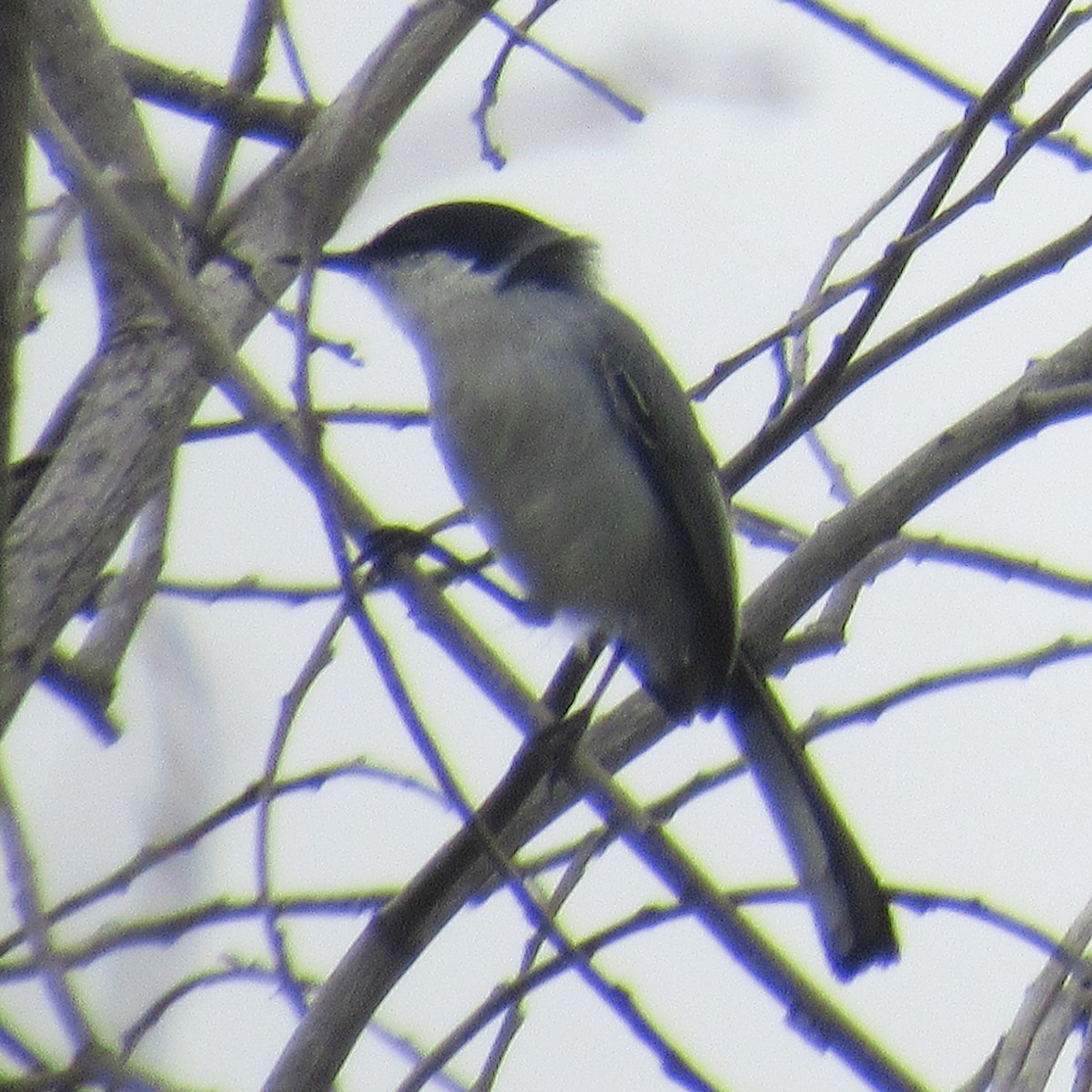 Tropical Gnatcatcher (atricapilla) - ML642034674