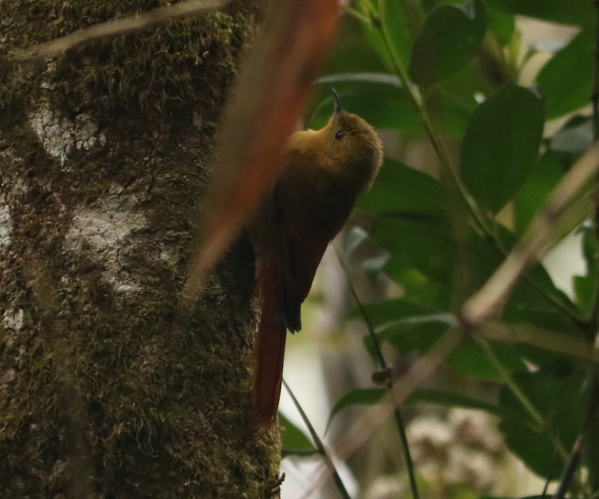 Olivaceous Woodcreeper - ML642034677