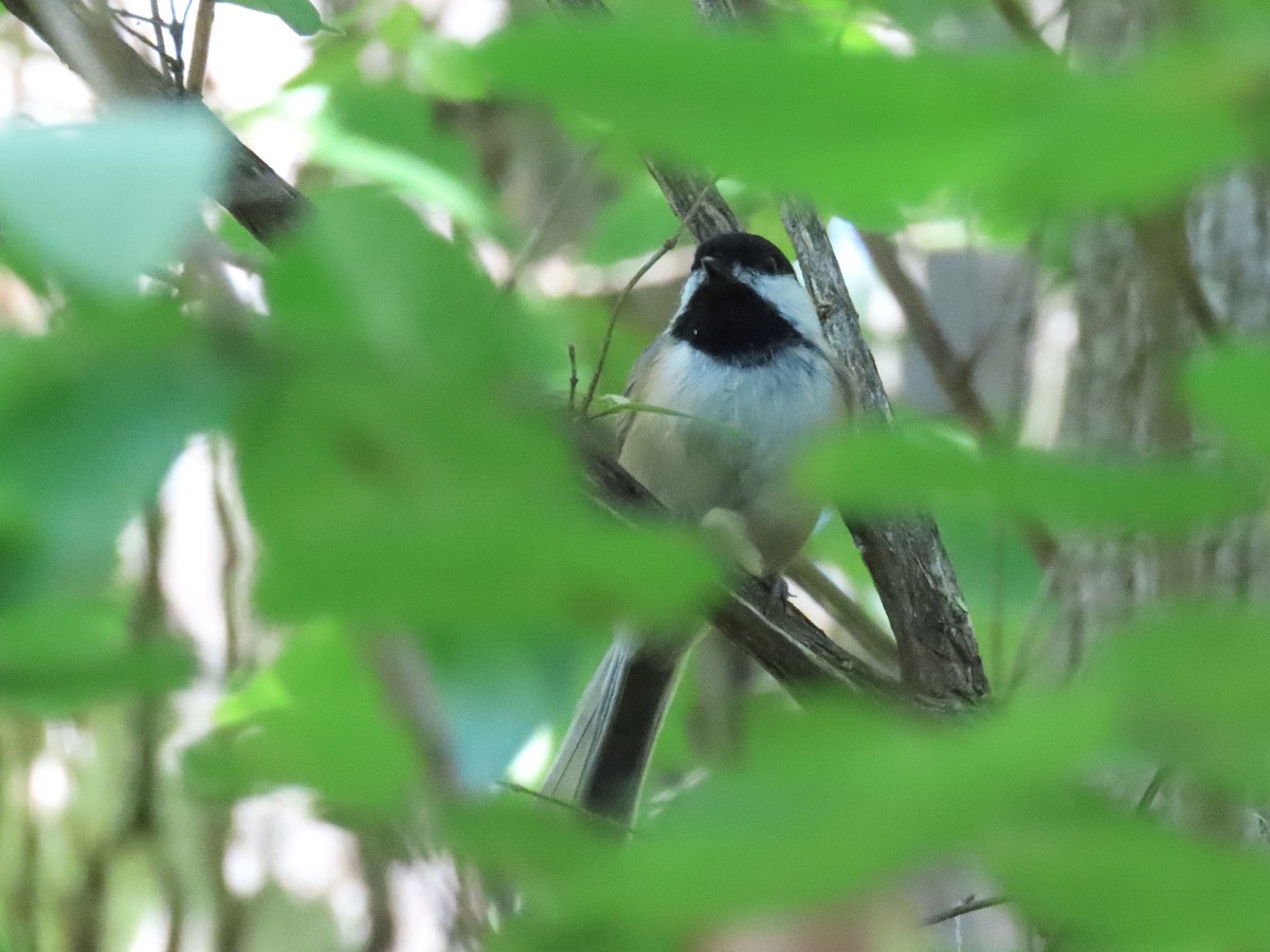 Black-capped Chickadee - ML642034707