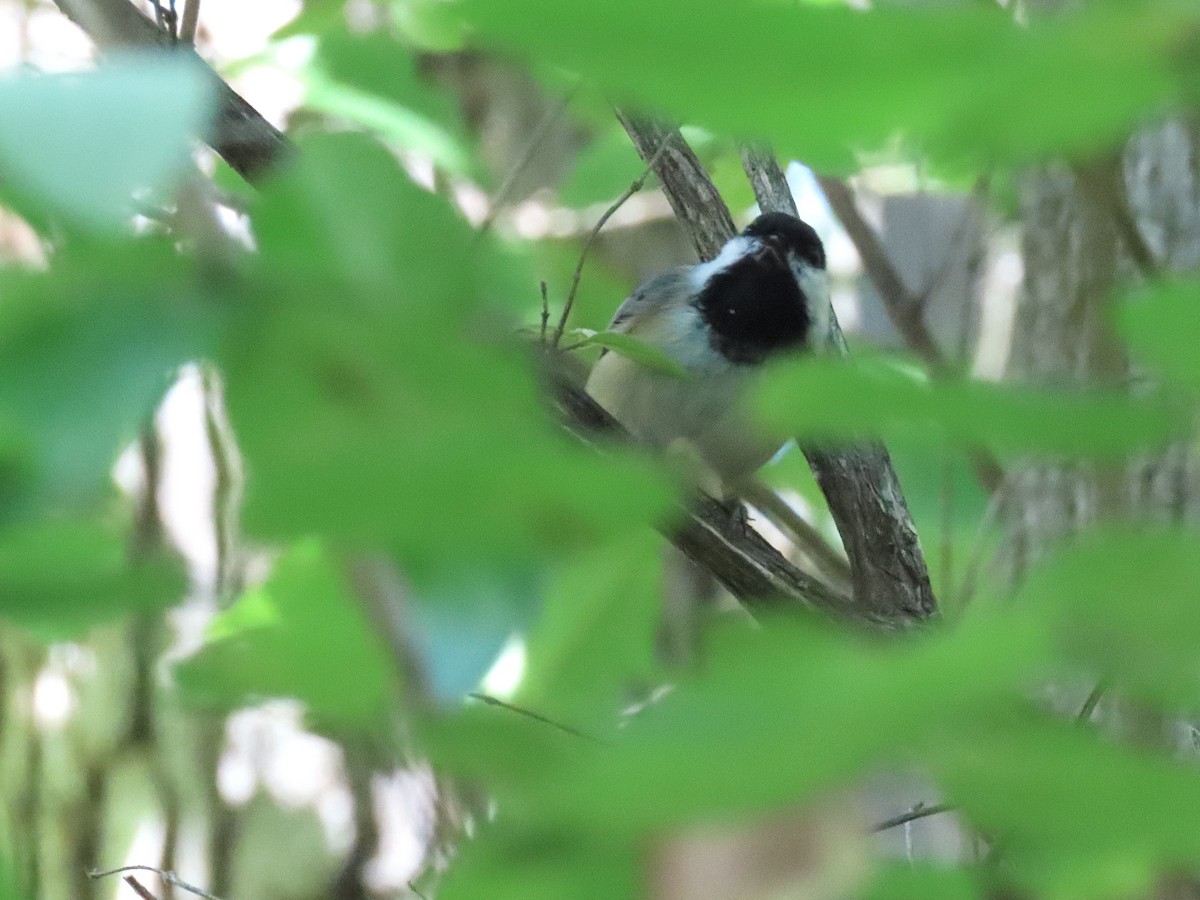 Black-capped Chickadee - ML642034708