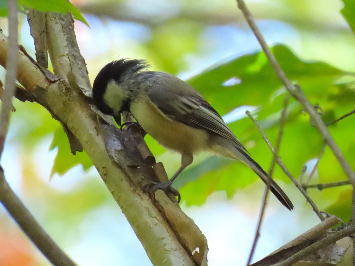 Black-capped Chickadee - ML642034709