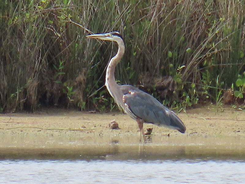 Great Blue Heron - ML642034731