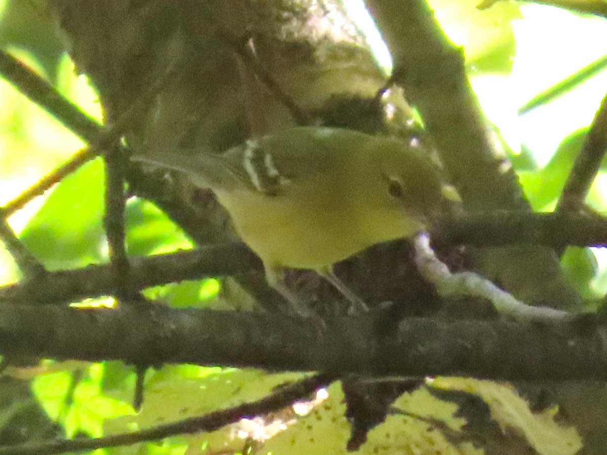 Bay-breasted Warbler - ML642034733