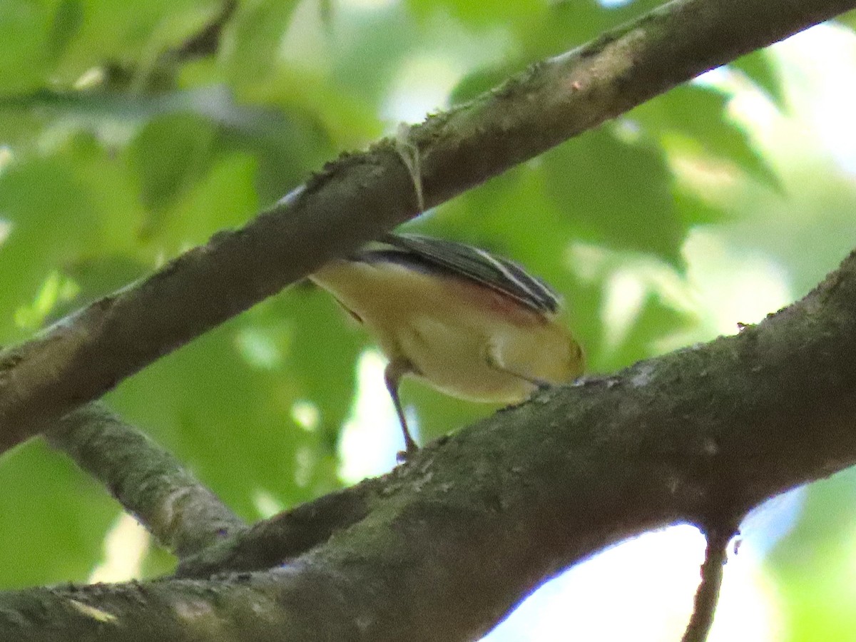 Bay-breasted Warbler - ML642034734