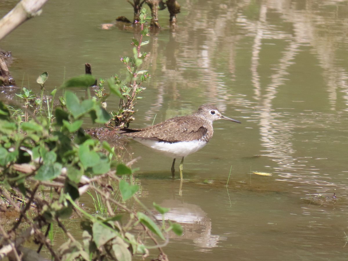 Solitary Sandpiper - ML642034755