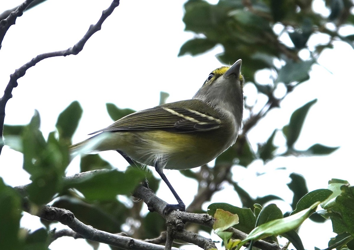 White-eyed Vireo - ML642034763