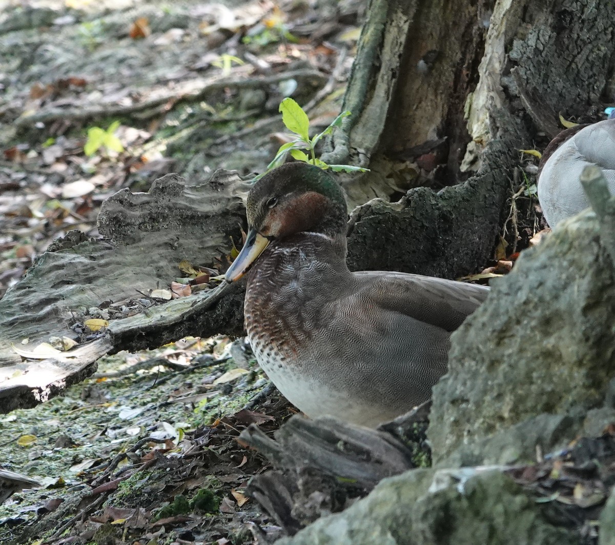 Gadwall x Mallard (hybrid) - ML642034775