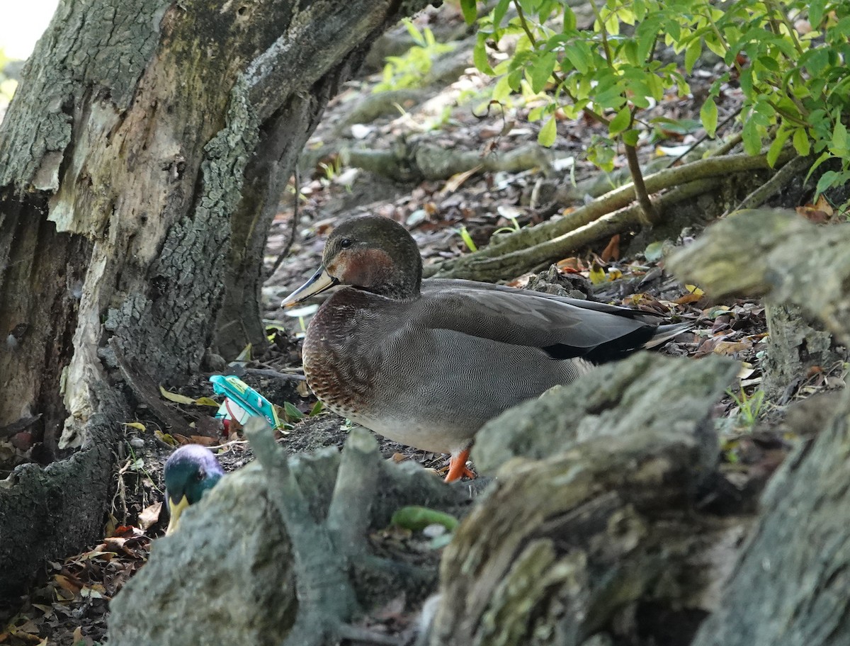 Gadwall x Mallard (hybrid) - ML642034776