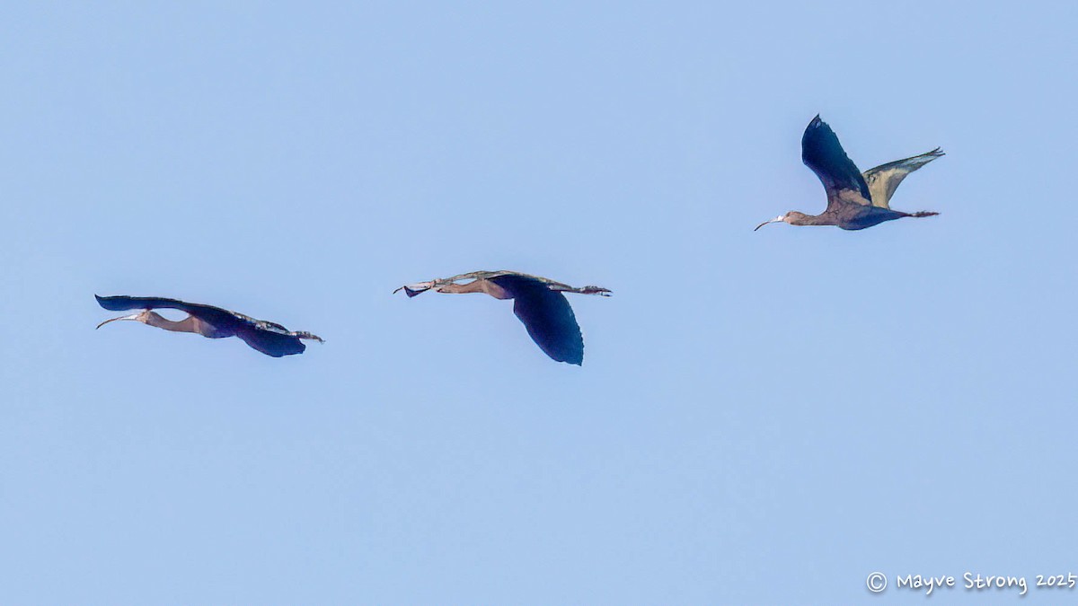 White-faced Ibis - ML642034790