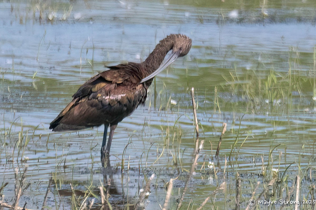 White-faced Ibis - ML642034791
