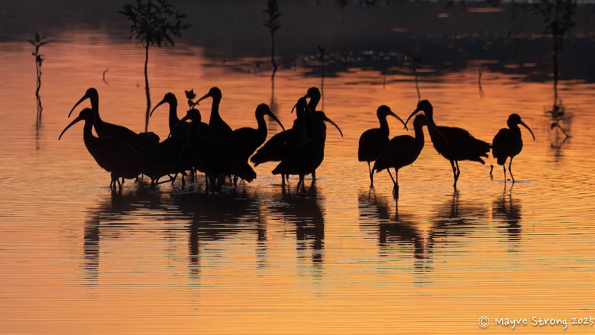 White-faced Ibis - ML642034792