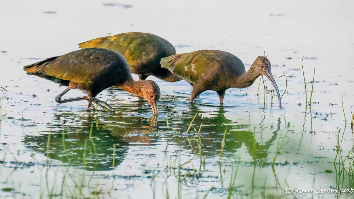 White-faced Ibis - ML642034793