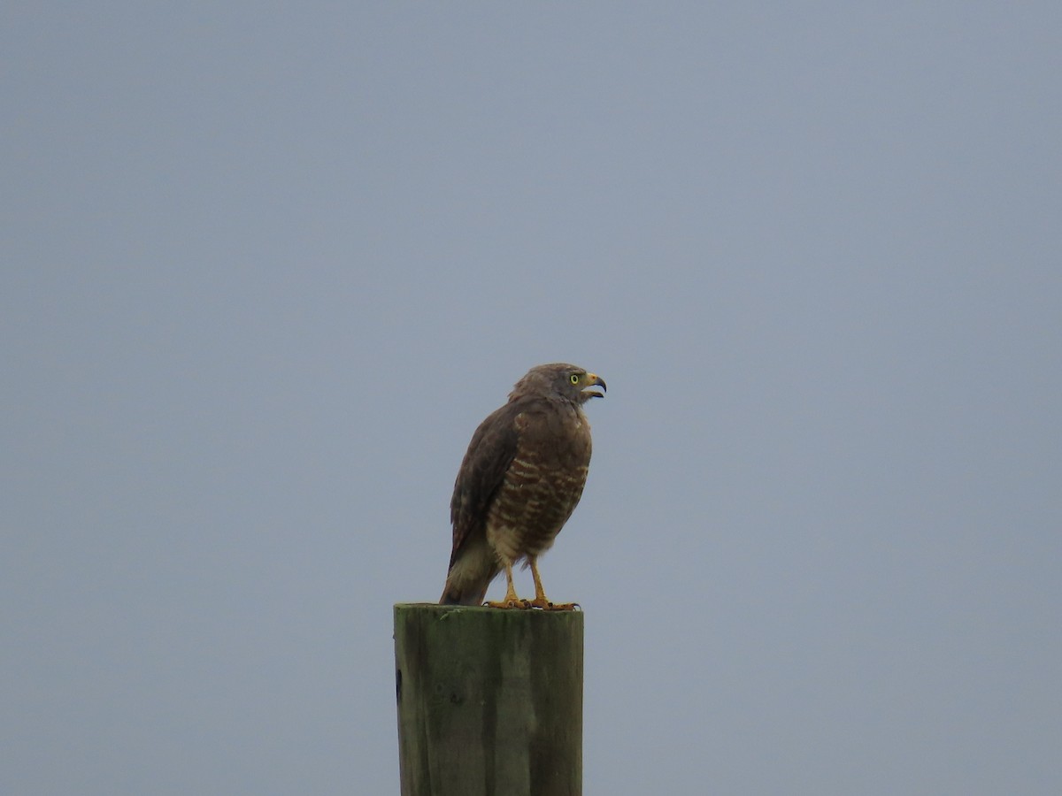 Roadside Hawk - ML642034804