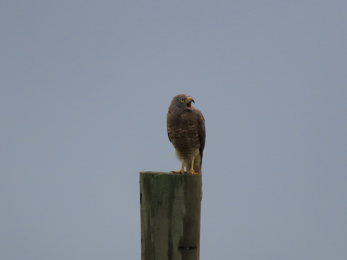 Roadside Hawk - ML642034805