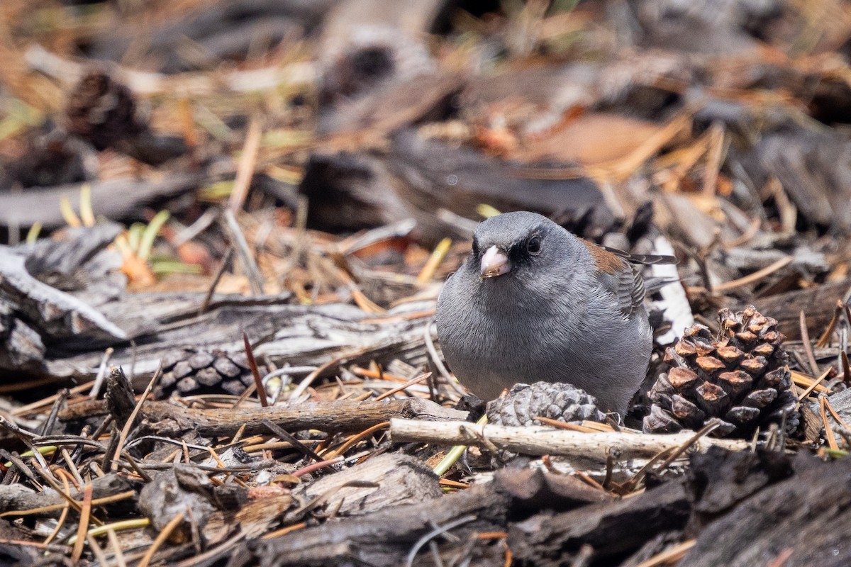 Dark-eyed Junco - ML642034807