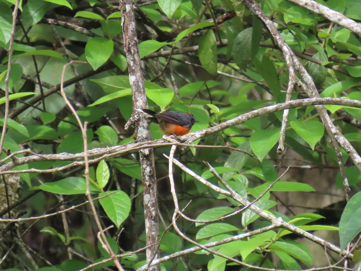 Slate-throated Redstart - ML642034826