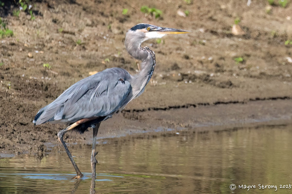 Great Blue Heron - ML642034834