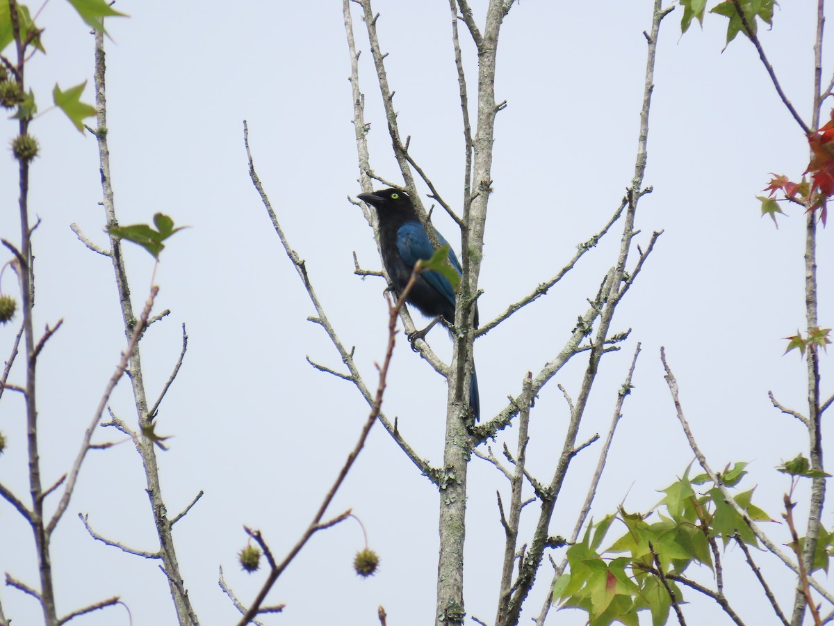 Bushy-crested Jay - ML642034835