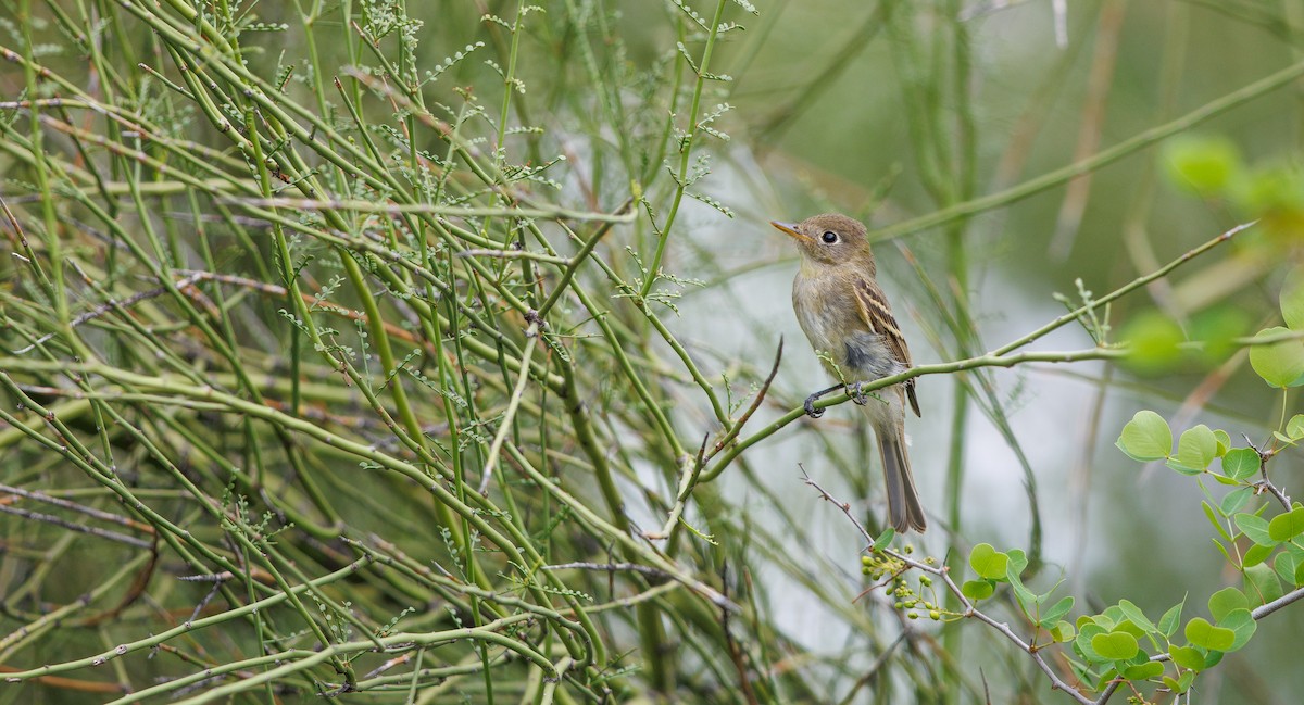 Western Flycatcher (Pacific-slope) - ML642034836