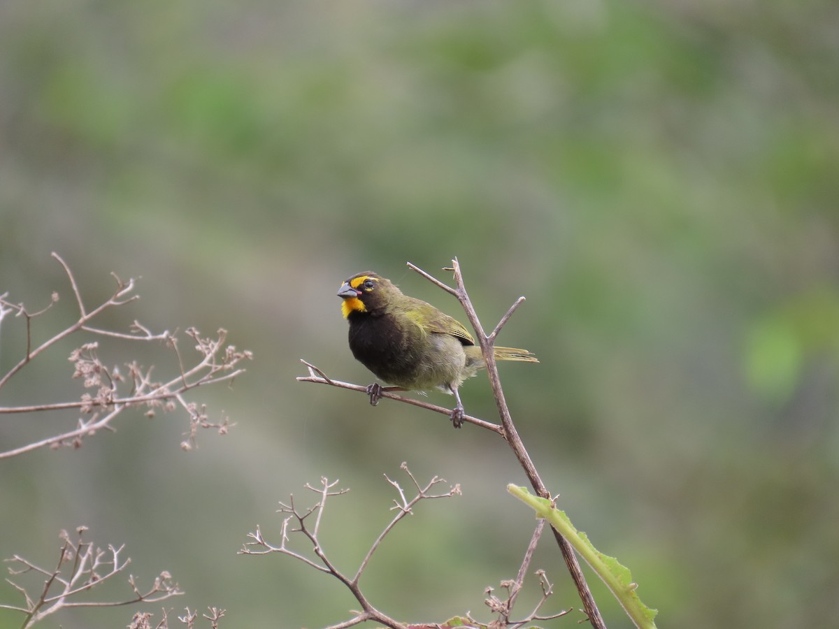 Yellow-faced Grassquit - ML642034850