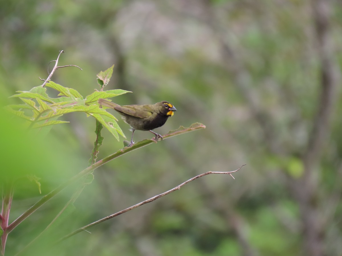 Yellow-faced Grassquit - ML642034851
