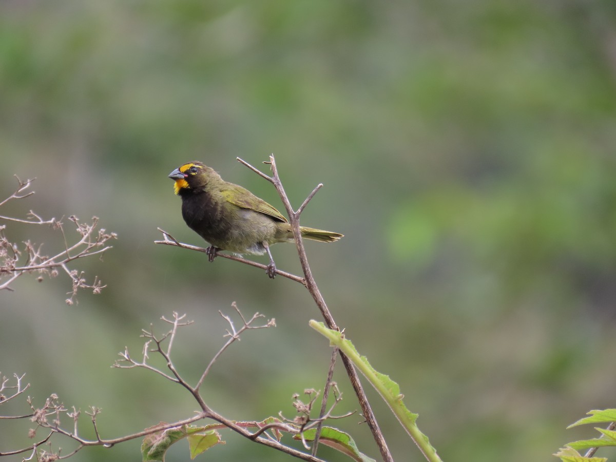 Yellow-faced Grassquit - ML642034852