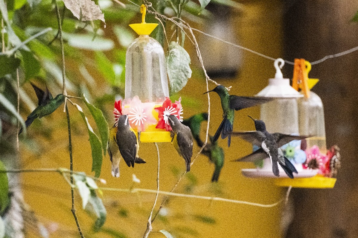 Zuckervogel - ML642034860