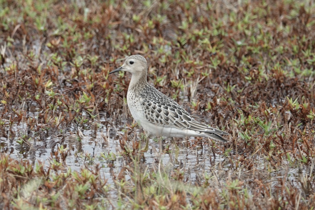 Buff-breasted Sandpiper - ML642034866