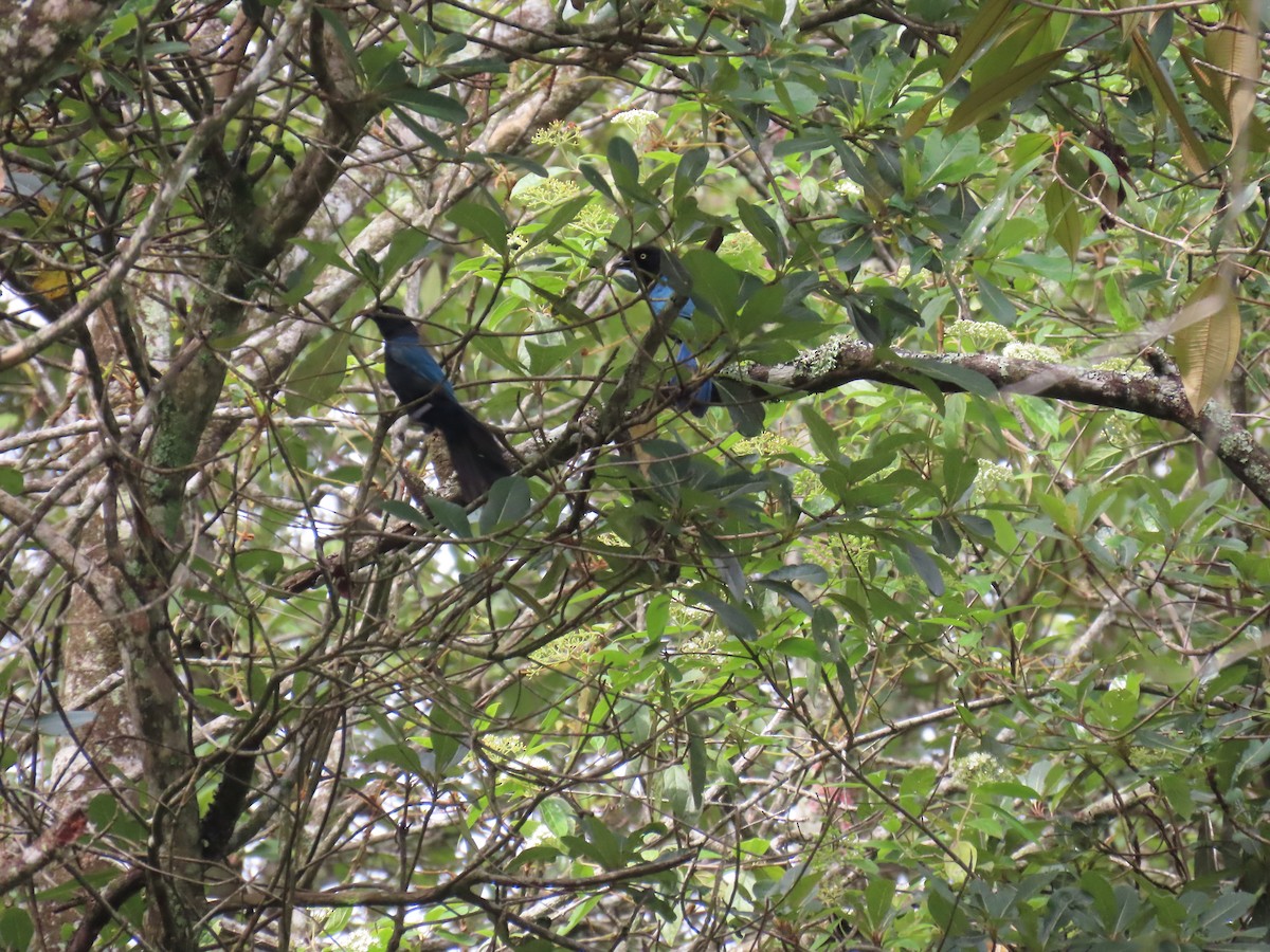 Bushy-crested Jay - ML642034879
