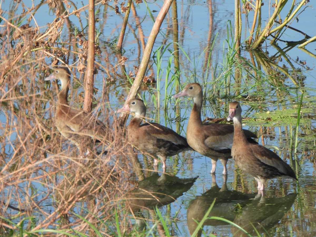 Black-bellied Whistling-Duck (fulgens) - ML642034894