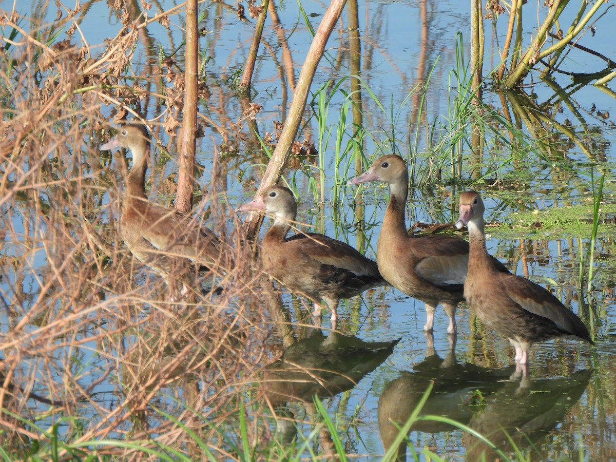 Black-bellied Whistling-Duck (fulgens) - ML642034895
