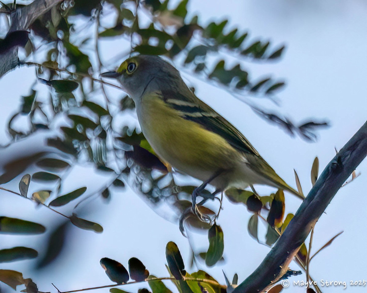 White-eyed Vireo - ML642034904