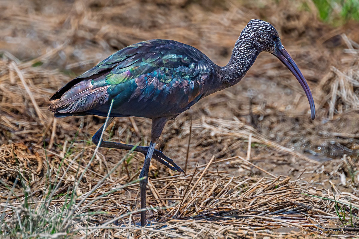 Glossy Ibis - ML642034913