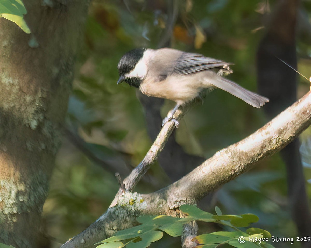 Carolina Chickadee - ML642034915