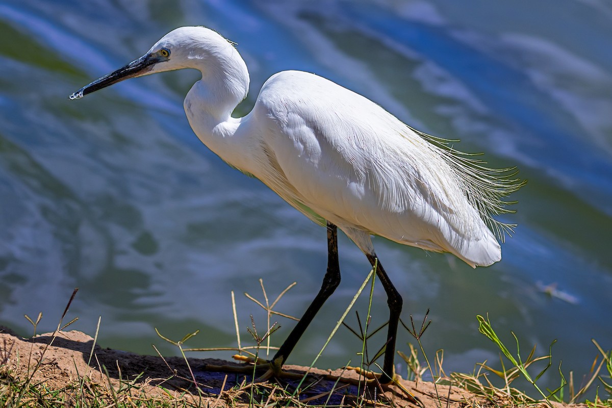 Little Egret - ML642034923
