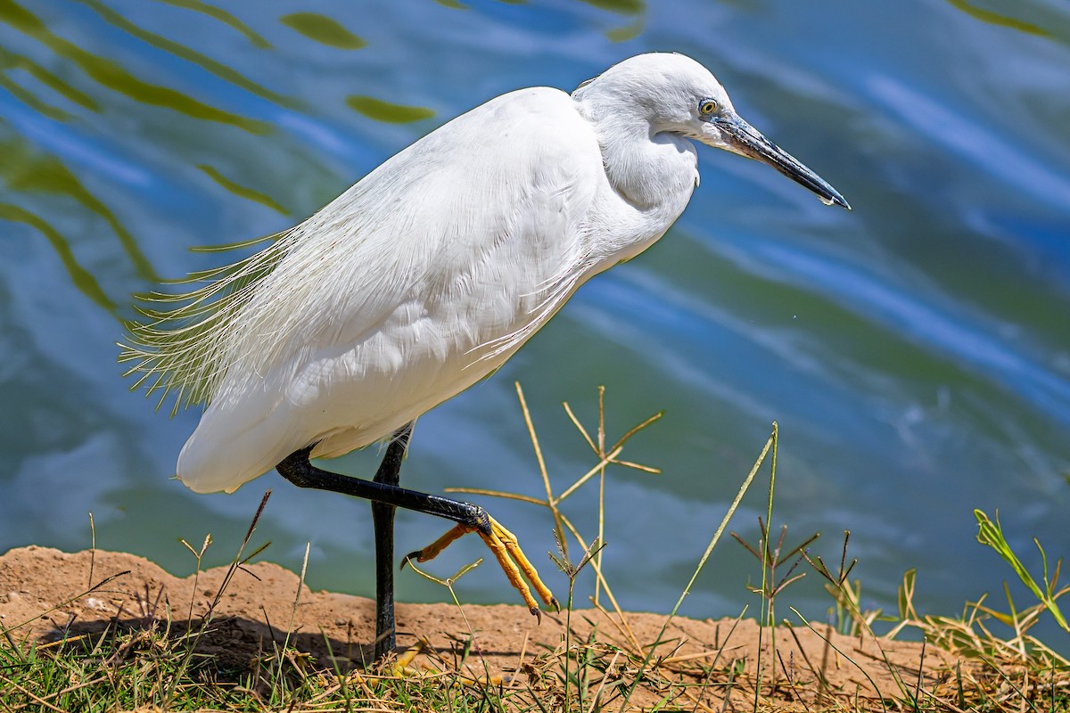 Little Egret - ML642034924
