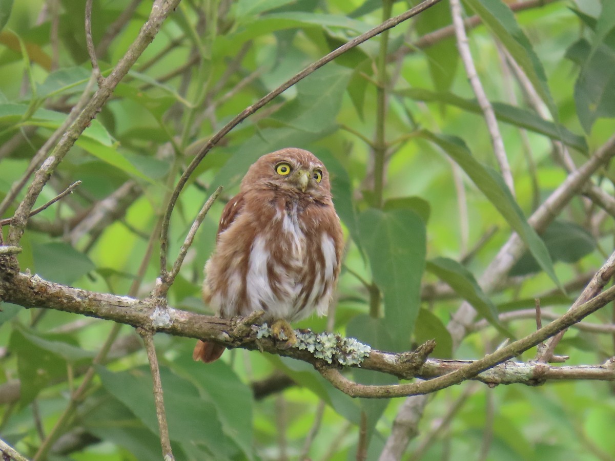 Ferruginous Pygmy-Owl - ML642034925