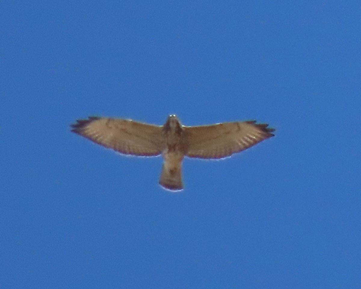 Breitflügelbussard - ML642034933