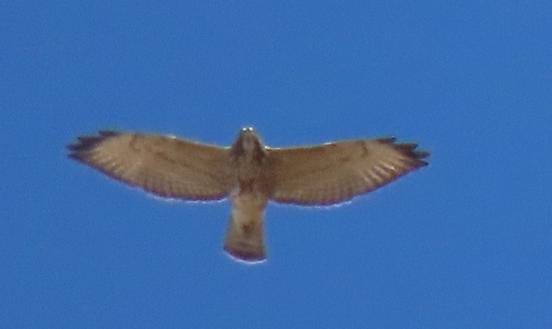 Breitflügelbussard - ML642034940
