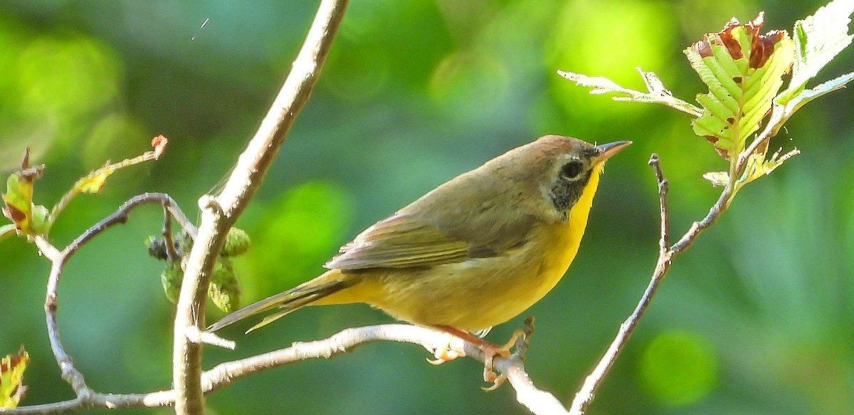 Common Yellowthroat - ML642034943