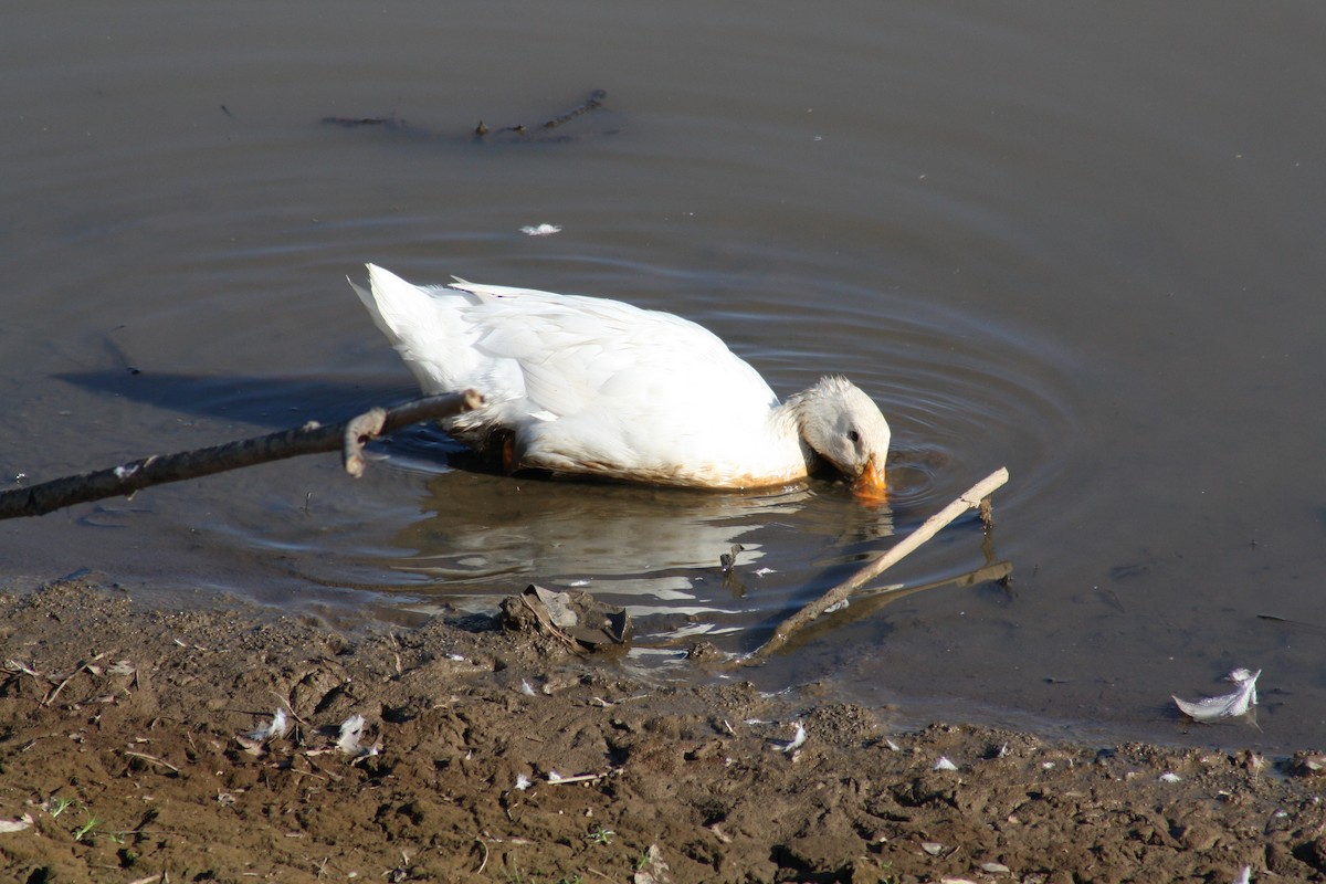 Mallard - ML642034945