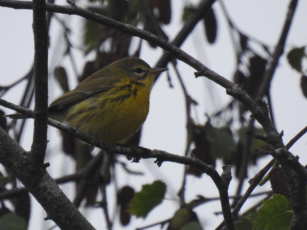 Prairie Warbler - ML642035008