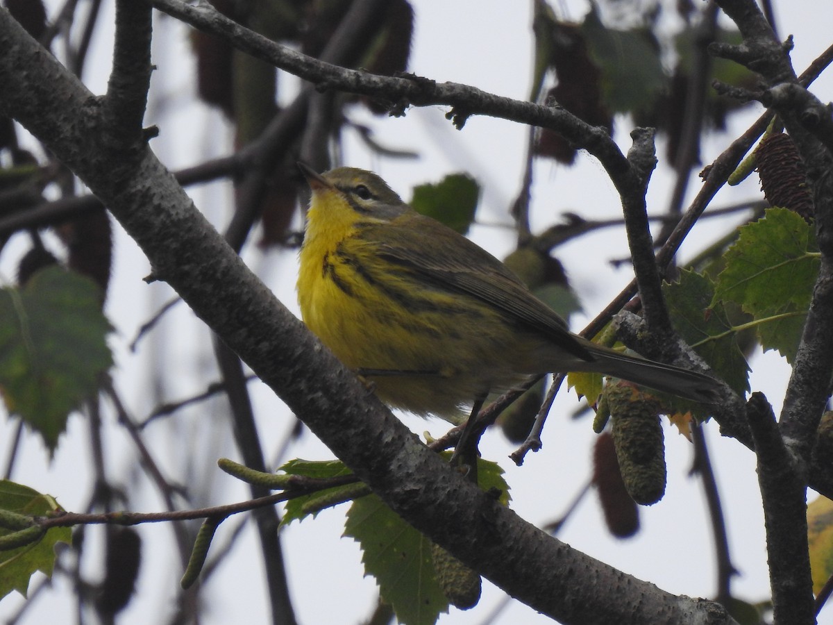 Prairie Warbler - ML642035014
