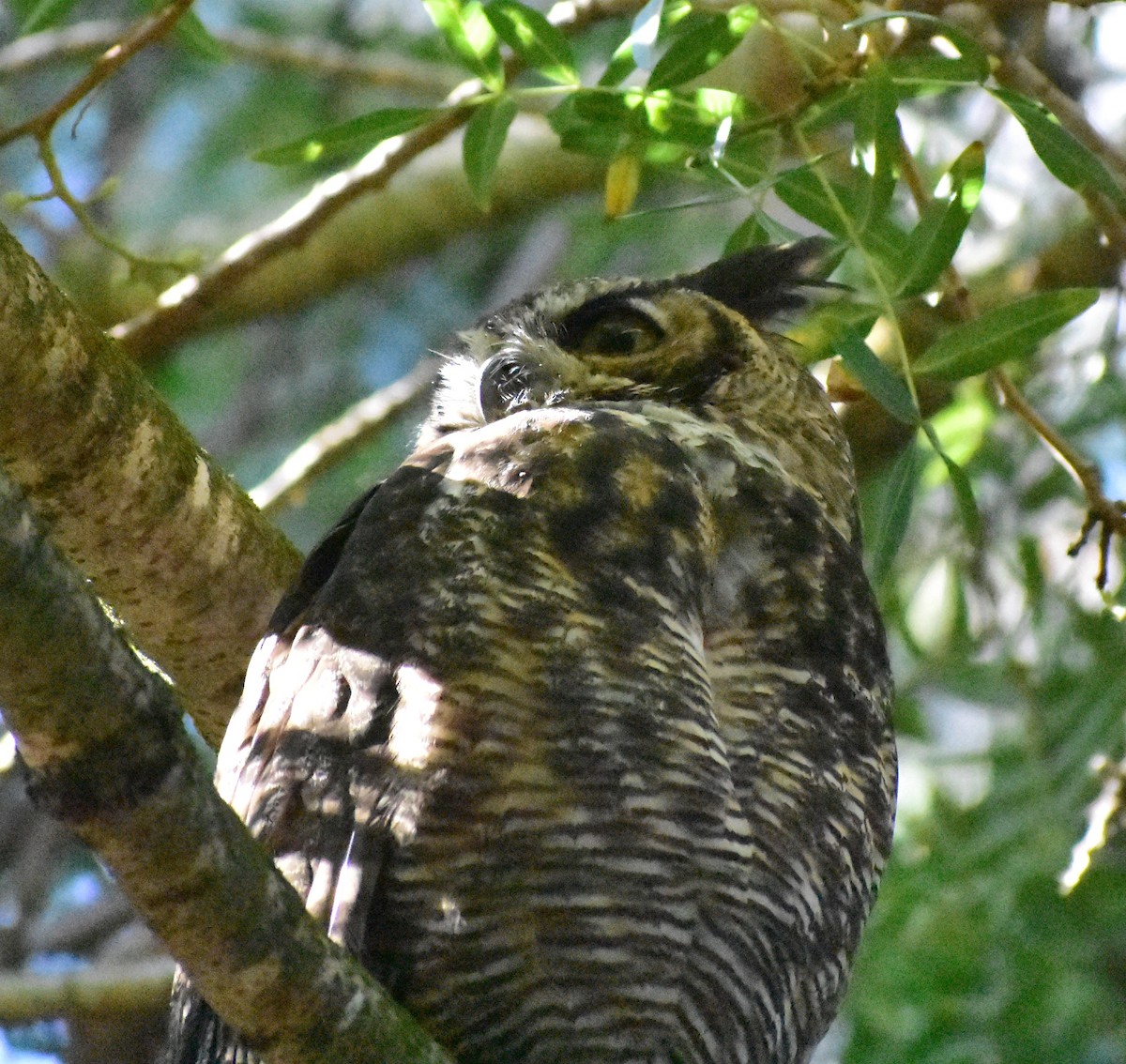 Great Horned Owl - ML642035025