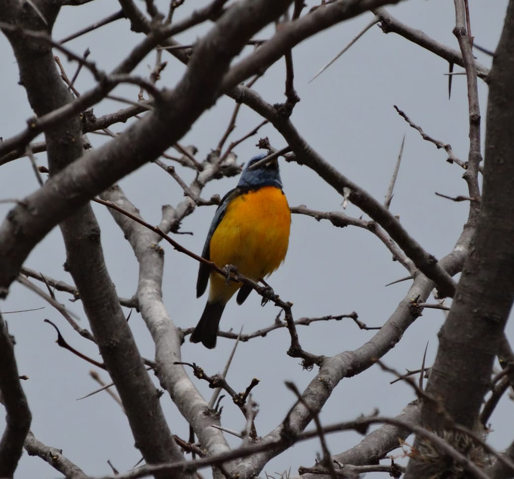 Blue-and-yellow Tanager - ML642035027