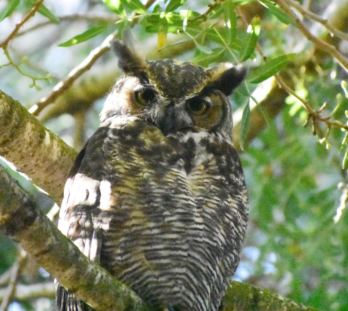 Great Horned Owl - ML642035031