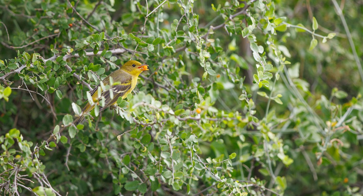 Western Tanager - ML642035033