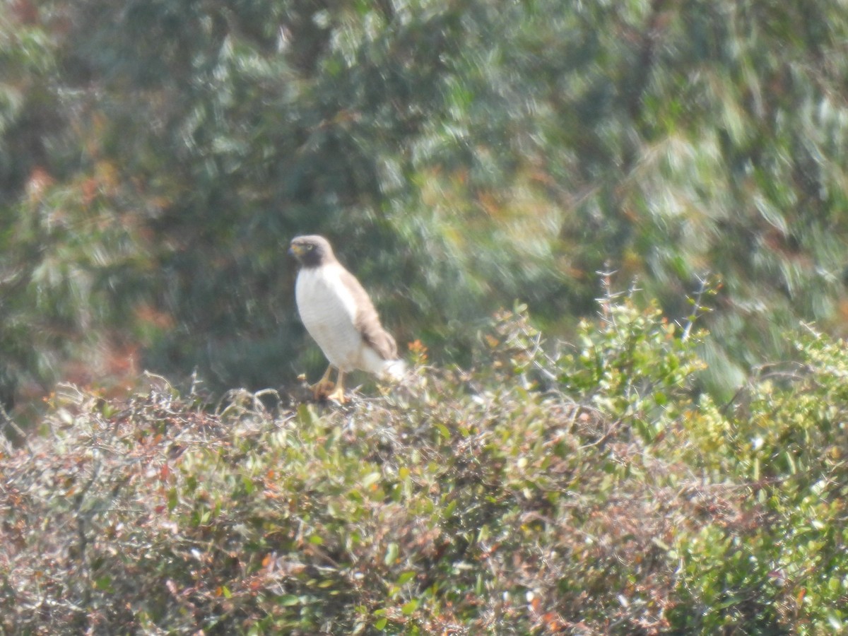 Roadside Hawk - ML642035037